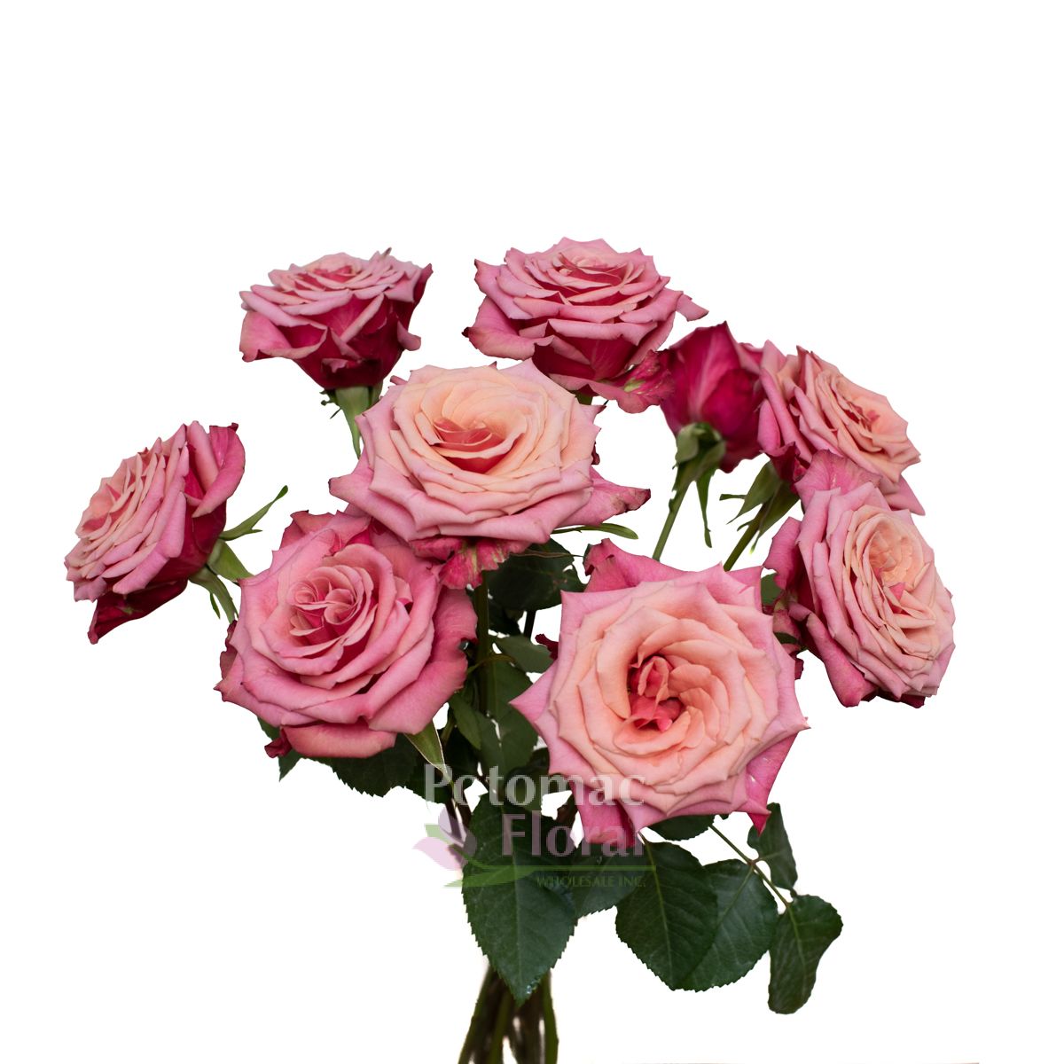 Cold Brew Rose, 50 cm, MauvePink Potomac Floral Wholesale